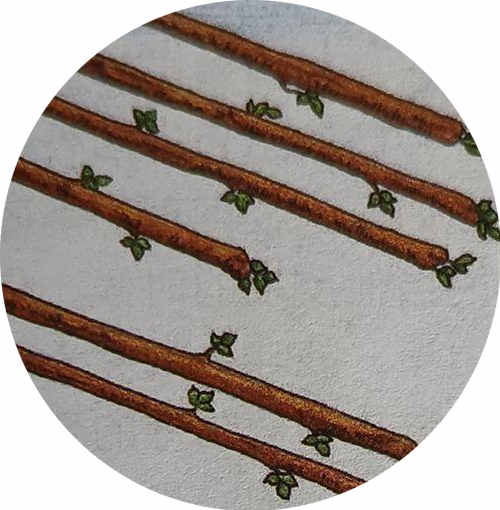 LXI 权杖八（Eight of Wands）